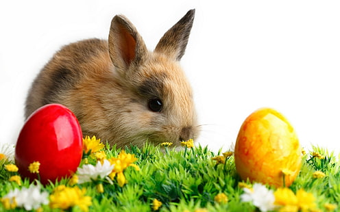 Kaninchen, Tierbabys, Eier, Ostern, Tiere, HD-Hintergrundbild HD wallpaper