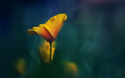 Makro, Blumen, gelbe Blumen, Pflanzen, HD-Hintergrundbild HD wallpaper