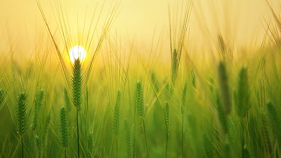 bidang, biji-bijian makanan, gandum, matahari terbit, rumput, tanaman, sereal, gandum, pagi, langit, sinar matahari, pertanian, Wallpaper HD HD wallpaper