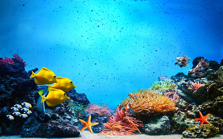مشهد تحت الماء. الشعاب المرجانية ، مجموعات الأسماك في مياه المحيط الصافية، خلفية HD