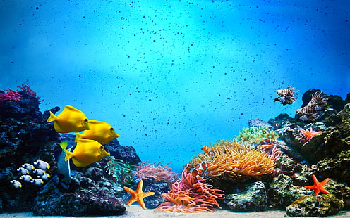 Underwater Scene. Coral Reef, Fish Groups In Clear Ocean Water, HD wallpaper HD wallpaper