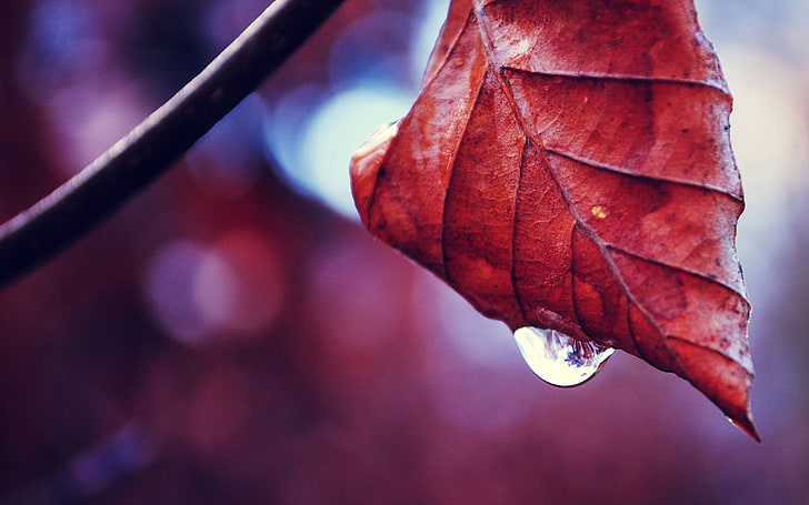 red leaf, macro, nature, water drops, leaves, plants, red, fall, HD wallpaper