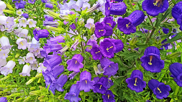 Flowers, Flower, Bellflower, Campanula, Earth, Purple Flower, Spring, White Flower, HD wallpaper