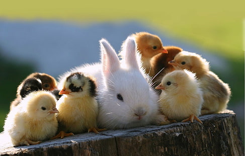 Animale, carino, coniglietto, pulcino, pollo, coniglio, Sfondo HD HD wallpaper