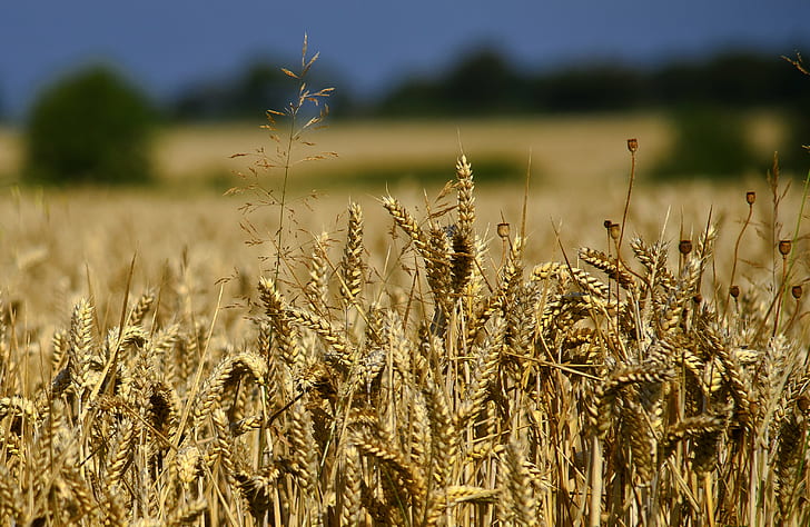 plants during daytime, wheat, wheat, wheat, plants, daytime, oat, Field, Norfolk, Nikon D7000, crop, summer, harvest, agriculture, farm, England, gear, me, nature, rural Scene, cereal Plant, gold Colored, yellow, growth, ripe, food, seed, outdoors, plant, HD wallpaper
