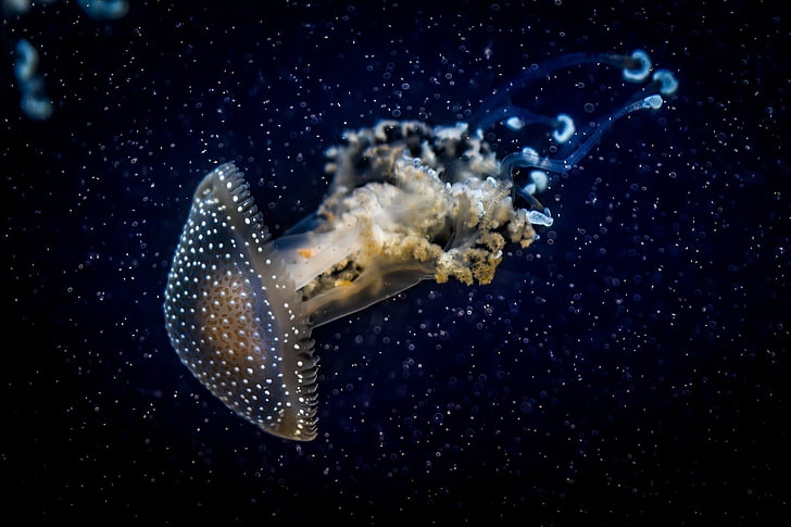 прозрачные медузы цифровые обои, медузы, подводные, темные, HD обои
