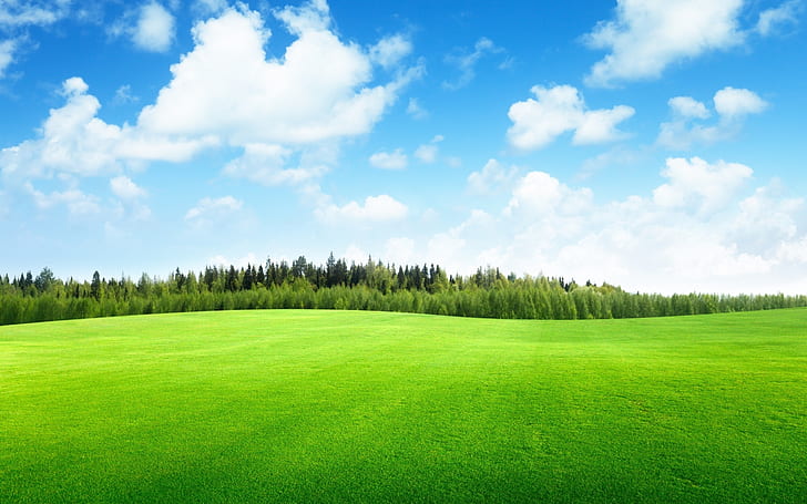 Beaufitul Green Grass Field, grass, landscape, forest, hills, HD wallpaper  | Wallpaperbetter