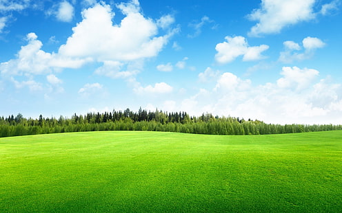 Beaufitul grönt gräsfält, gräs, landskap, skog, kullar, HD tapet HD wallpaper