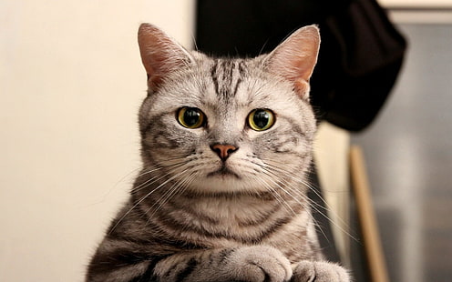 gato curioso-Animal HD Wallpaper, gato tigrado marrom, HD papel de parede HD wallpaper