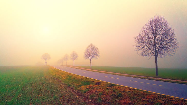 霧、夜明け、木、5K、朝の霧、日の出、風景、 HDデスクトップの壁紙