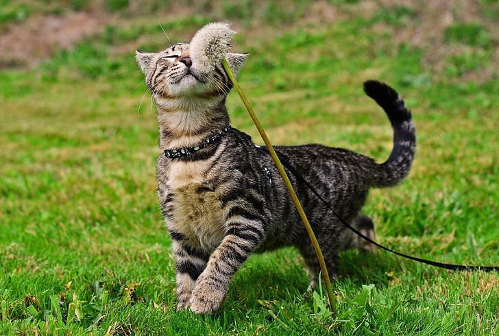 Kurzhaar-Schwarzweiss-Katze, Katze, Gras, Tiere, Blumen, Pflanzen, HD-Hintergrundbild