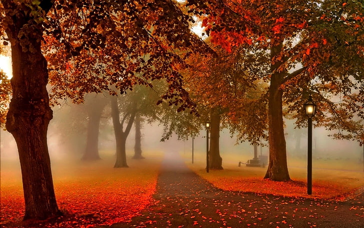 drzewa pomarańczowe, ścieżka otoczona drzewami, tapeta cyfrowa, jesień, park, liście, drzewa, latarnia, Tapety HD