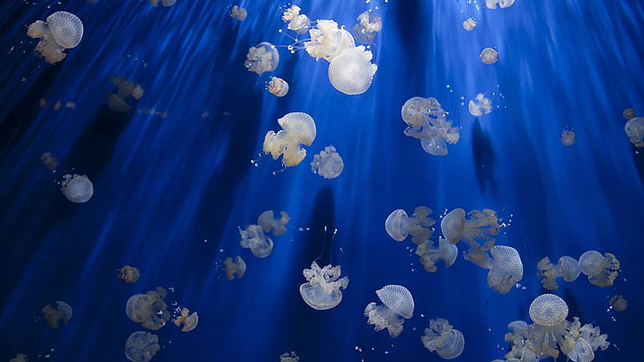 meduse, Oceano Pacifico, Sfondo HD