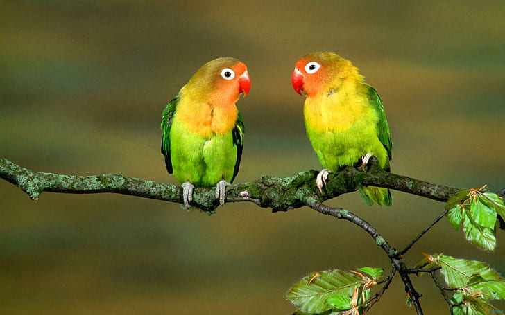 Неразлучные птицы, попугаи, птицы, животные, разноцветные, перья, лорикеты, HD обои