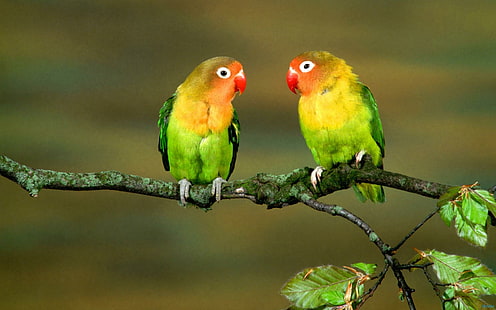 Oiseaux inséparables, perroquets, oiseaux, animaux, colorés, plumes, loriquets, Fond d'écran HD HD wallpaper
