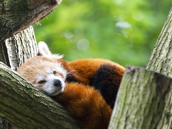 червена панда, дивата природа, HD тапет