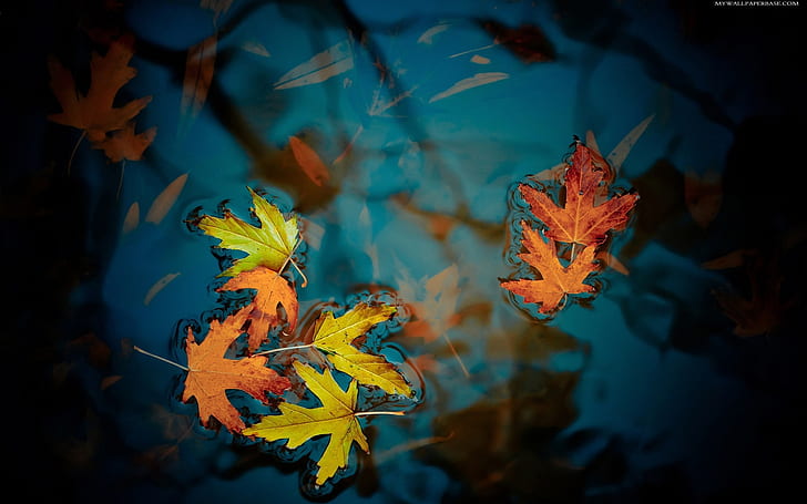 The maple leaf floating on the water, six maple leafs, Maple, Leaf, Floating, Water, HD wallpaper