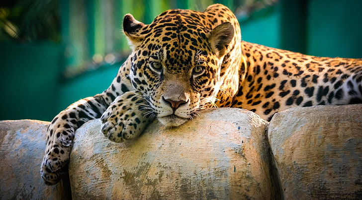 marrom, preto e bege leopardo, onça-pintada, triste, bela, rosto, pedras, jardim zoológico, Panthera onca, mentindo, peles, mamífero, gato selvagem, beleza animal, carnívoro, beleza selvagem, onça-pintada, HD papel de parede