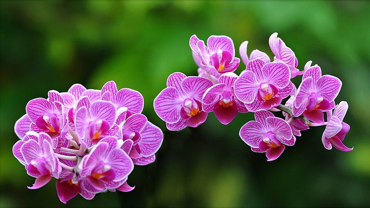 розови орхидеи цветя, макро, орхидеи, екзотични, HD тапет