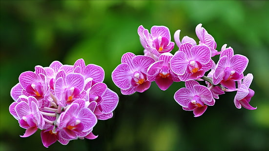 розови орхидеи цветя, макро, орхидеи, екзотични, HD тапет HD wallpaper