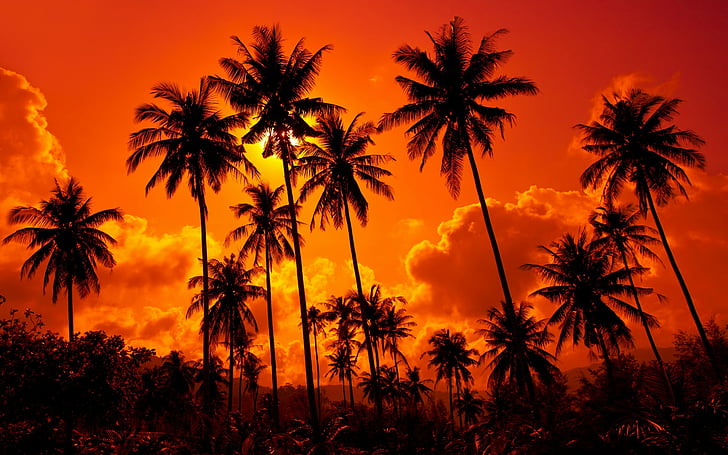 beach, beautiful, clouds, coconut, landscape, nature, palms, sand, sky, sunset, thailand, HD wallpaper