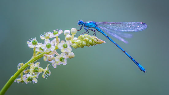  Insects, Dragonfly, Flower, Insect, Macro, HD wallpaper HD wallpaper
