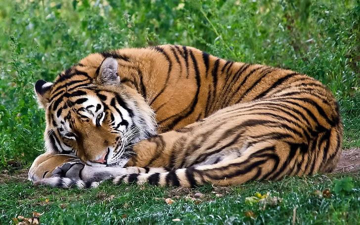 tigre de bengala, tigre, depredador, rizo, sueño, descanso, hierba, Fondo de pantalla HD