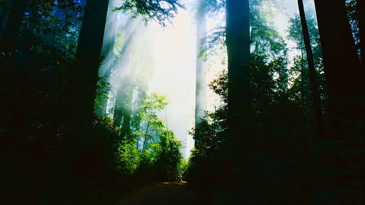 숲 나무 햇빛 HD, 자연, 나무, 햇빛, 숲, HD 배경 화면