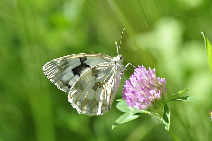 бяла и кафява пеперуда на върха на розово цвете, Melanargia lachesis, бяла, кафява, пеперуда, отгоре, розова, цвете, Nikon, природа, mariposa, Ibérica, papillon, Farfalle, насекомо, пеперуда - насекомо, лято, животно, животно Wing , едър план, красота В природата, макро, зелен цвят, HD тапет
