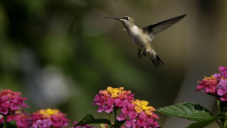 Hummingbird flying near pink and yellow petaled flowers, colibri, flowers, flight, blur, HD wallpaper