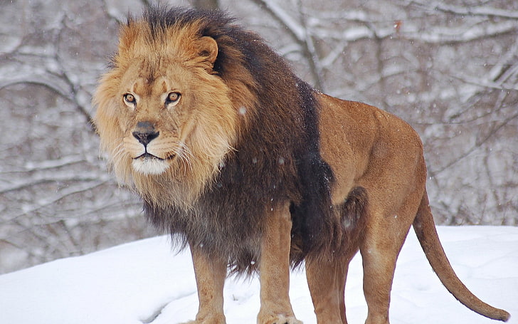 животные, лев, природа, снег, HD обои
