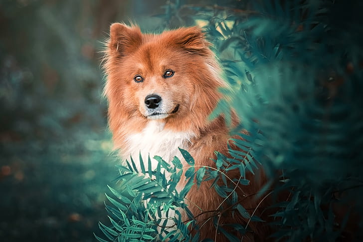 взгляд, лицо, листья, природа, грин, фон, портрет, собака, рыжий, боке, рослый, HD обои