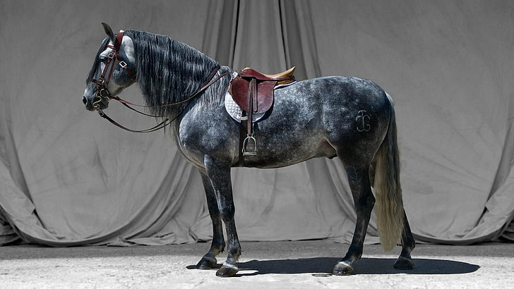 black horse, grey, horse, stallion, saddle, bridle, HD wallpaper