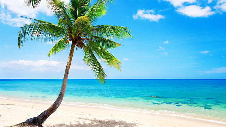 palmeras, mar, playa, Fondo de pantalla HD