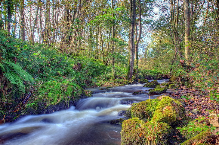 foto badan air, hutan, sungai, batu, pemandangan, Wallpaper HD