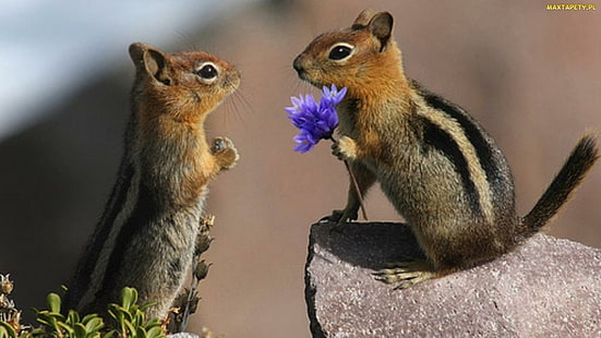 Pour moi?, Photographie, animaux, écureuils, amour, Fond d'écran HD HD wallpaper
