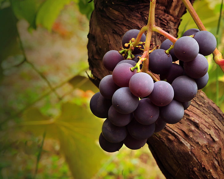 uva rossa, macro, albero, alimento, ramo, frutta, uva, grappolo, pennello, Sfondo HD