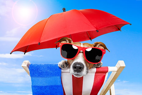 słońce, plaża, parasol, zwierzę, lato, szczeniak, okulary przeciwsłoneczne, wakacje, niebo, zwierzę domowe, Pies, Tapety HD HD wallpaper