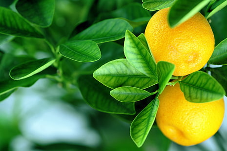 dwa okrągłe żółte owoce, pomarańcze, liście, owoce, Tapety HD HD wallpaper