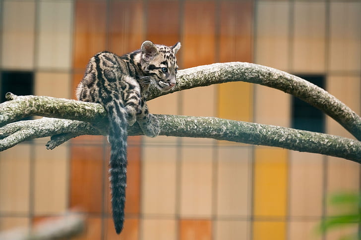 นักล่าลูกแมวป่าสวนสัตว์เสือดาวลายเมฆ, วอลล์เปเปอร์ HD