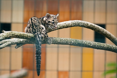 Raubtier, Jungtier, Wildkatze, Zoo, getrübter Leopard, HD-Hintergrundbild HD wallpaper