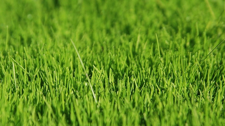 Hierba, verde, campo, césped, pradera, prado, Fondo de pantalla HD |  Wallpaperbetter
