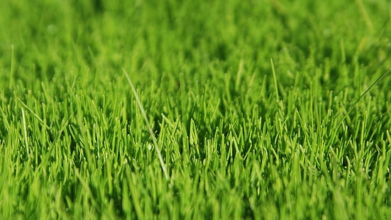 rumput, hijau, lapangan, halaman rumput, padang rumput, padang rumput, Wallpaper HD HD wallpaper