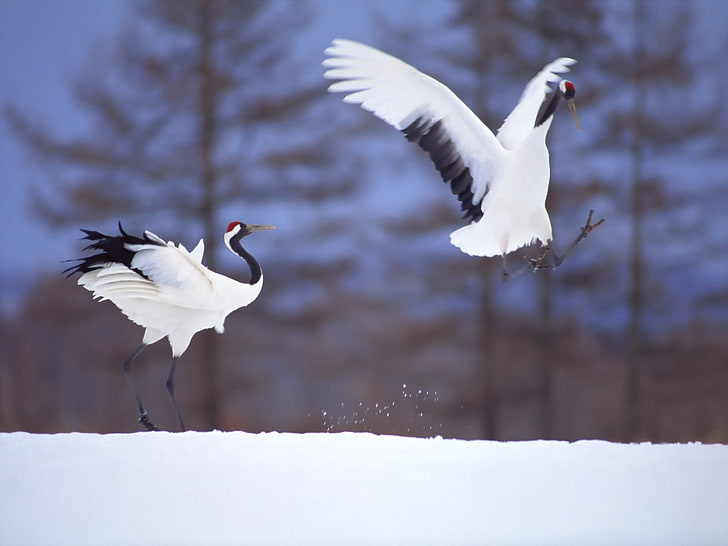 animali, uccelli, neve, gru (uccello), Sfondo HD