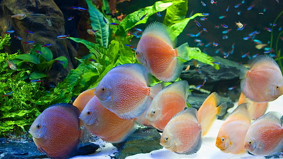 poisson, aquarium d'eau douce, aquarium, sous l'eau, Fond d'écran HD HD wallpaper