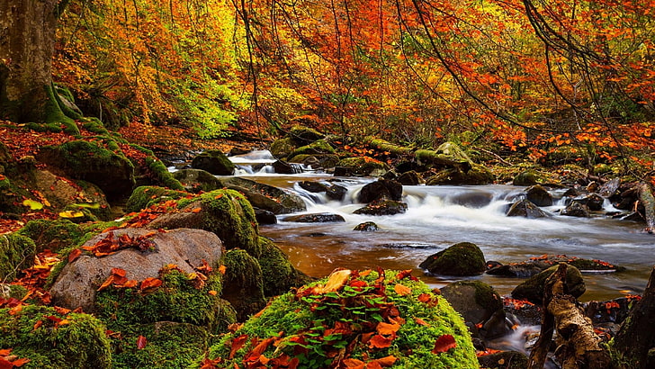 가을 숲 스트림 돌, 이끼 나무 울트라 3840 × 2160 배경 화면 Hd, HD 배경 화면