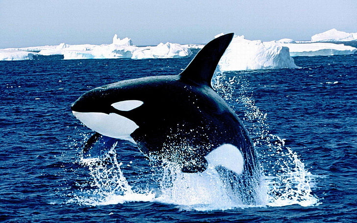 สัตว์, ปลาวาฬ, ภูเขาน้ำแข็ง, วาฬเพชฌฆาต, น้ำ, สัตว์ป่า, วอลล์เปเปอร์ HD