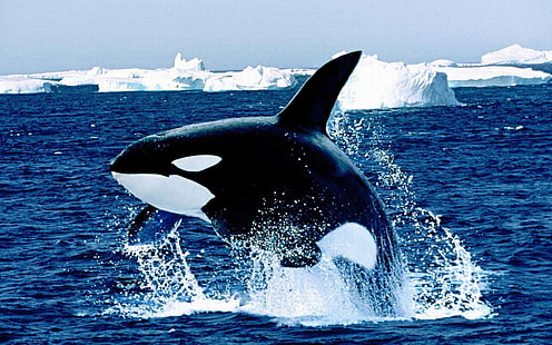 สัตว์, ปลาวาฬ, ภูเขาน้ำแข็ง, วาฬเพชฌฆาต, น้ำ, สัตว์ป่า, วอลล์เปเปอร์ HD HD wallpaper