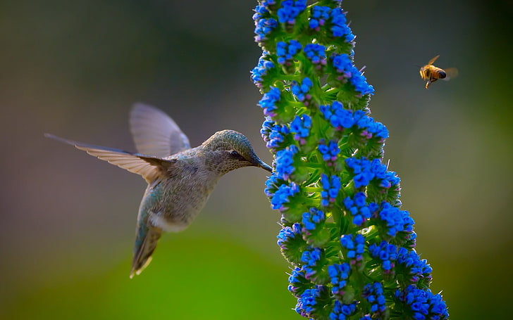 pittura di pesci blu e bianco, colibrì, fiori, fiori blu, uccelli, natura, animali, primo piano, api, Sfondo HD