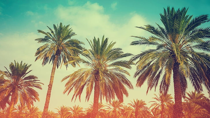 плаж, дървета, Маями, ретро, ​​слънце, плажно парти, палма, палмово дърво, вълнение, бодрост, лято, HD тапет